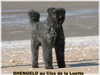  Bouvier des Flandres expositions tous primés